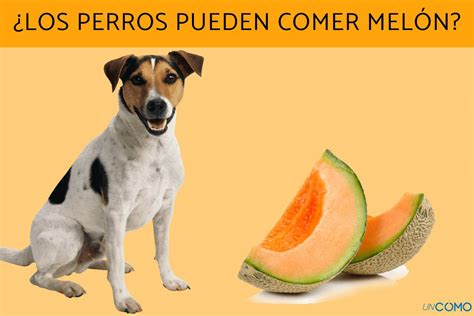 los perros pueden comer melon-4